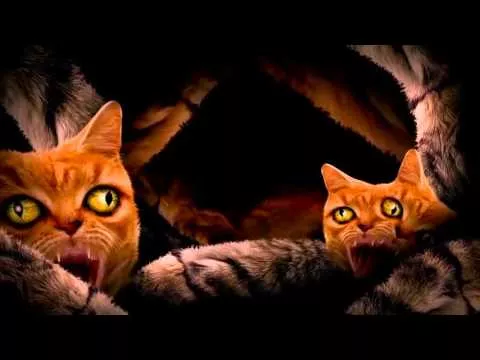 Illustration pour Meow The Jewels &#8211; “Meowpurrdy (feat. Lil Bub, Maceo, Delonte)”
