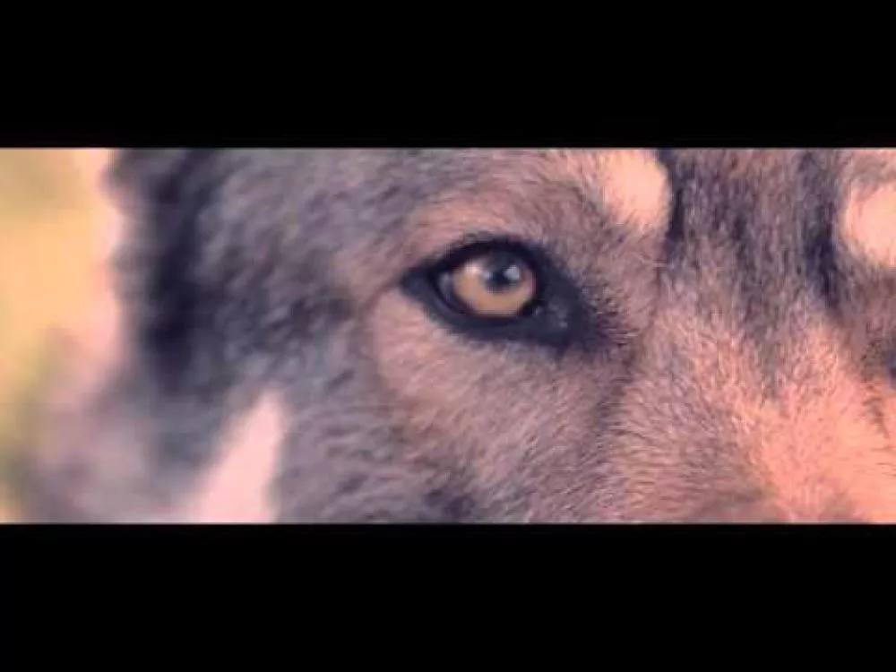 Illustration pour Exclu&nbsp;: Télé-réalité malsaine signée Electric Rescue