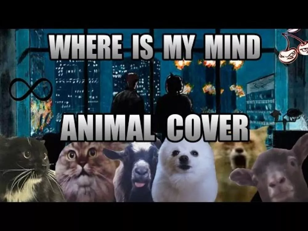 Illustration pour Pardon, mais c&rsquo;est trop bon&nbsp;: « Where Is My Mind » repris par des chiens, des chats et des chèvres