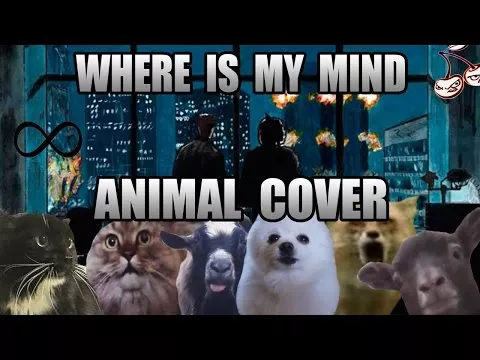 Illustration pour Pardon, mais c&rsquo;est trop bon&nbsp;: « Where Is My Mind » repris par des chiens, des chats et des chèvres
