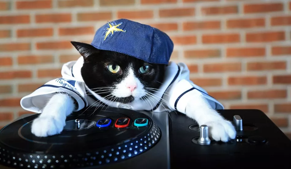 Illustration pour C&rsquo;est la journée internationale du chat, donc on a fait une playlist en hommage à ces maîtres du monde