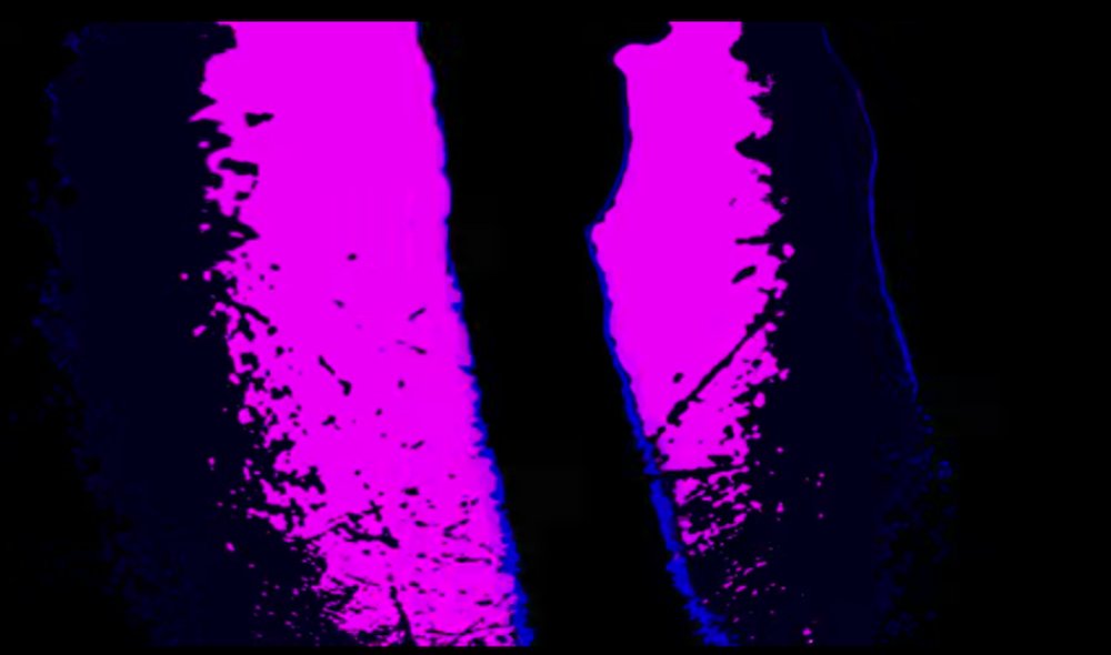 Illustration pour Tsugi Daily&nbsp;: un clip d&rsquo;Avey Tare (Animal Collective), un rapport accablant la police nantaise&#8230;