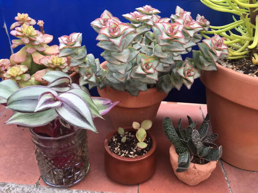 Illustration pour TSUGI web &#8211; interview confinement La Fraîcheur &#8211; photo 5 © La Fraîcheur