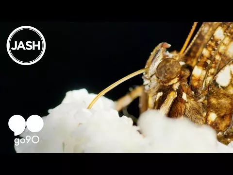 Illustration pour Run The Jewels a présenté son nouveau clip à Coachella