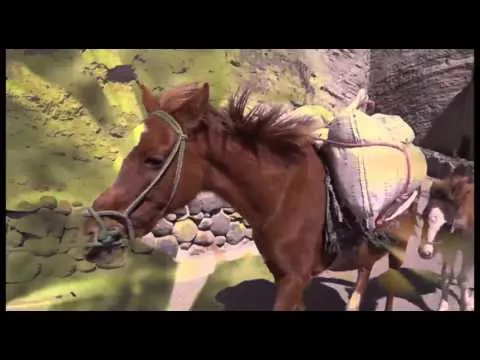 Illustration pour Exclu&nbsp;: Nicola Cruz nous fait voyager avec son nouveau clip