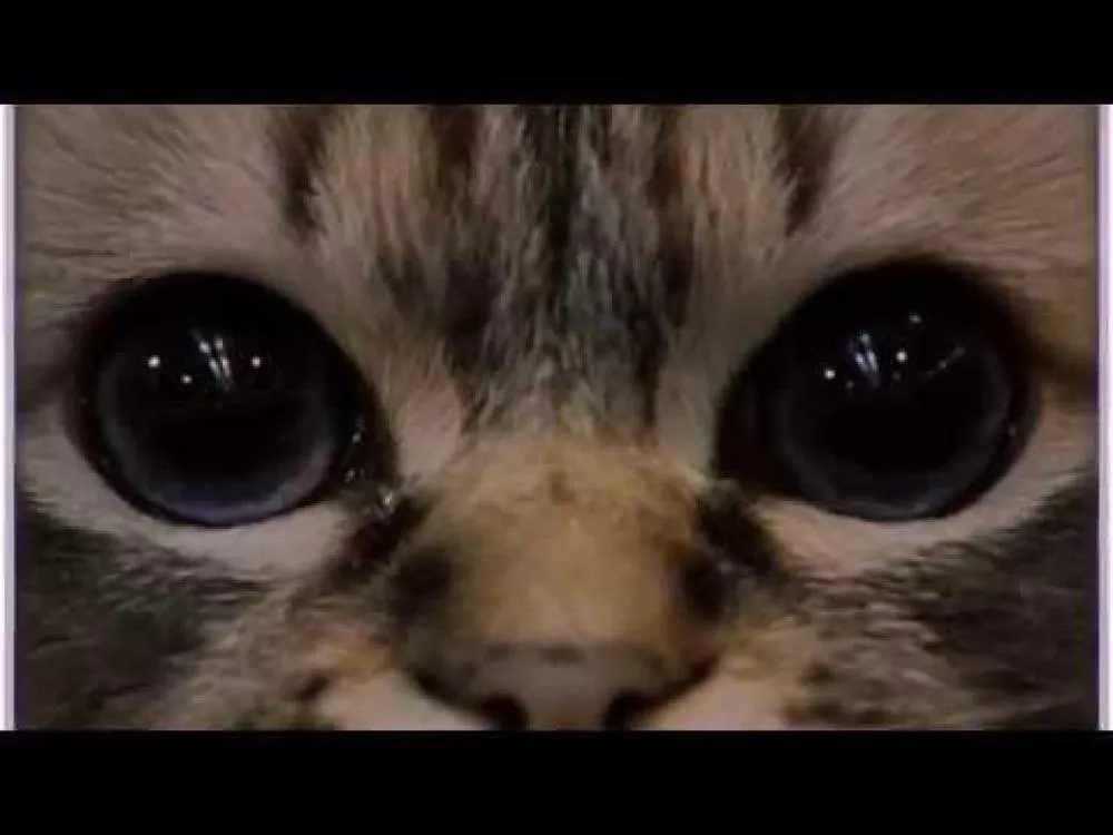 Illustration pour Jimmy Edgar&nbsp;: l&rsquo;hypnose façon chat dans son nouveau clip