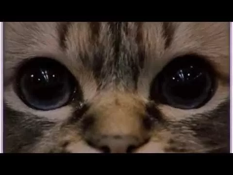 Illustration pour Jimmy Edgar&nbsp;: l&rsquo;hypnose façon chat dans son nouveau clip