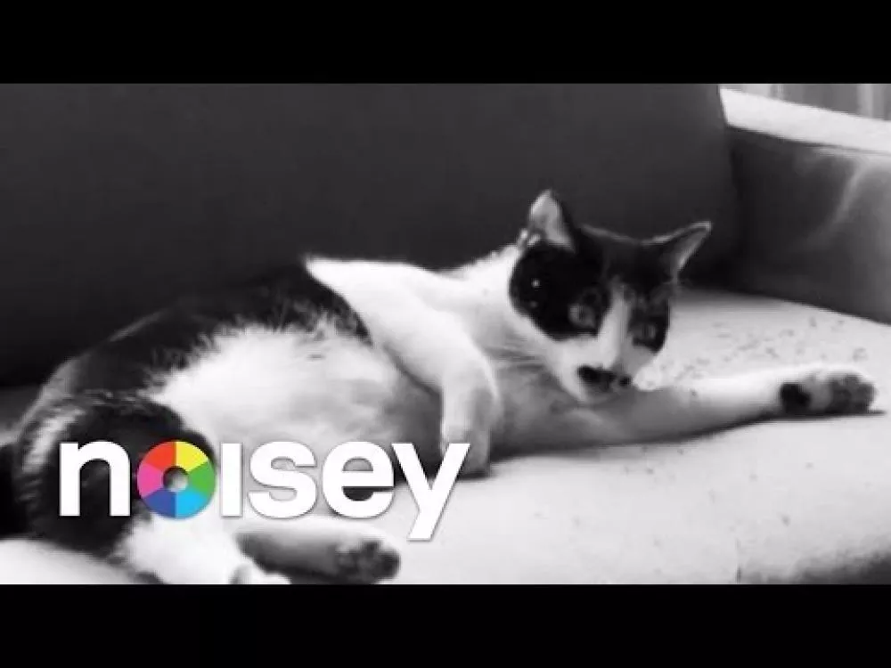 Illustration pour Clip&nbsp;: Parquet Courts &#8211; « Sunbathing Animal »