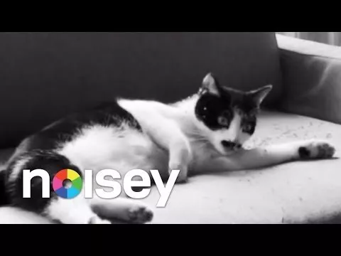 Illustration pour Clip&nbsp;: Parquet Courts &#8211; « Sunbathing Animal »