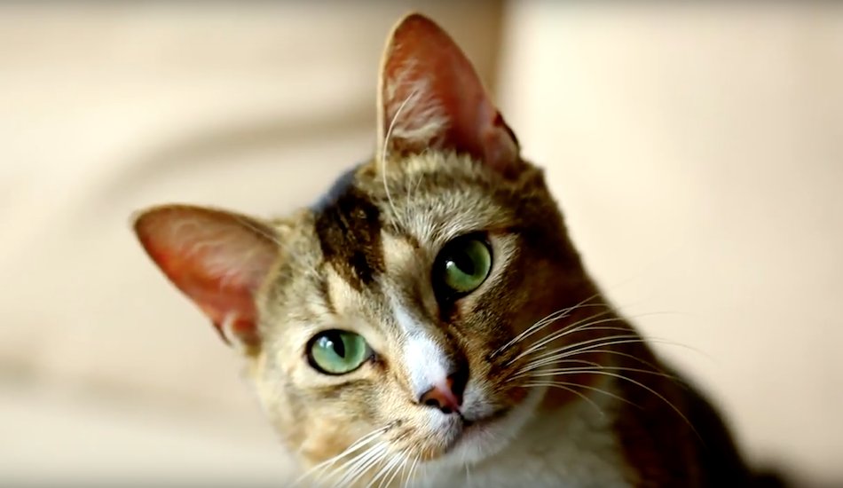 Illustration pour « Sissi », le nouveau clip félin de Cabaret Contemporain