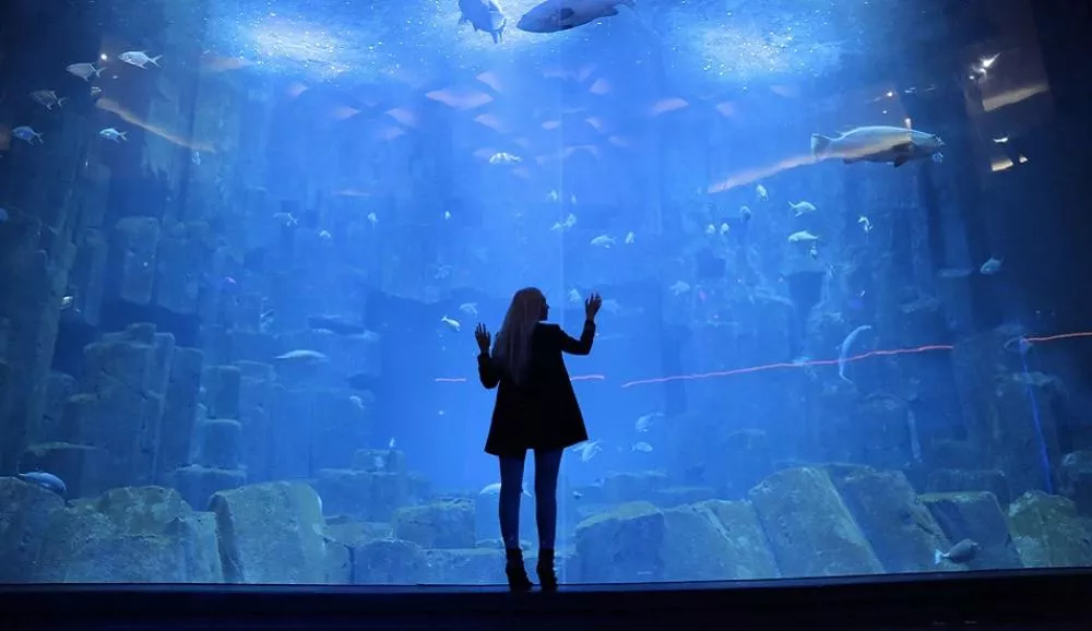 Illustration pour Pain Surprises (le collectif de Jacques ou Jabberwocky) va investir l&rsquo;Aquarium de Paris pour son anniversaire