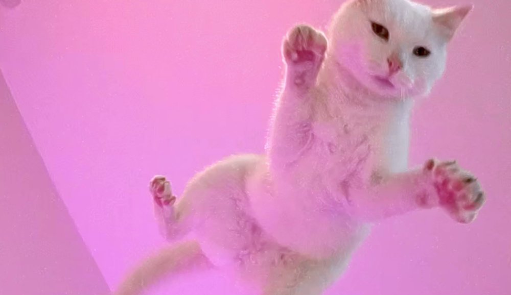 Illustration pour « Tout est pop » d&rsquo;Alain Chamfort&nbsp;: le premier clip réalisé par des chats