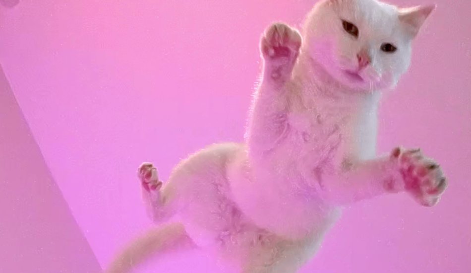 Illustration pour « Tout est pop » d&rsquo;Alain Chamfort&nbsp;: le premier clip réalisé par des chats