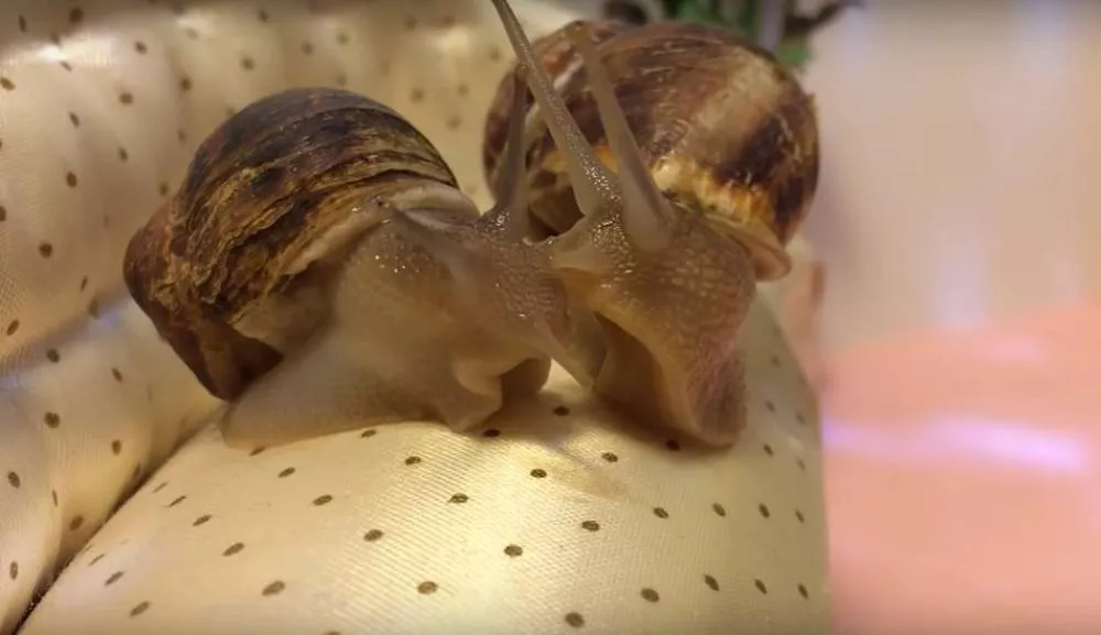 Illustration pour Tsugi Daily&nbsp;: la vie secrète des escargots, DJ Harvey dans Mission Impossible&#8230;