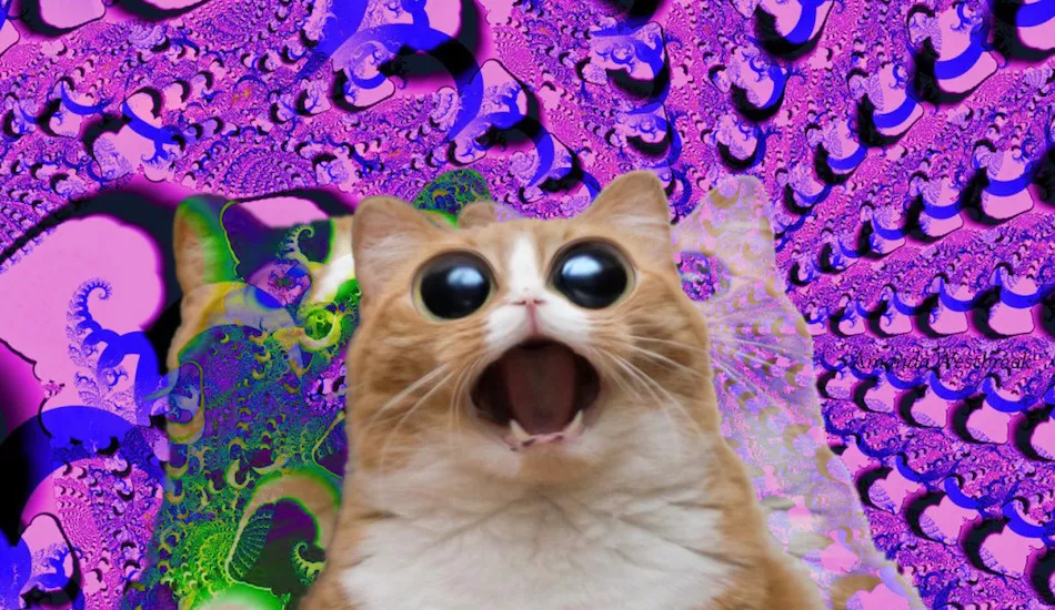 Illustration pour Journée internationale du chat&nbsp;: on a réuni 13 clips ronronnants et pelucheux