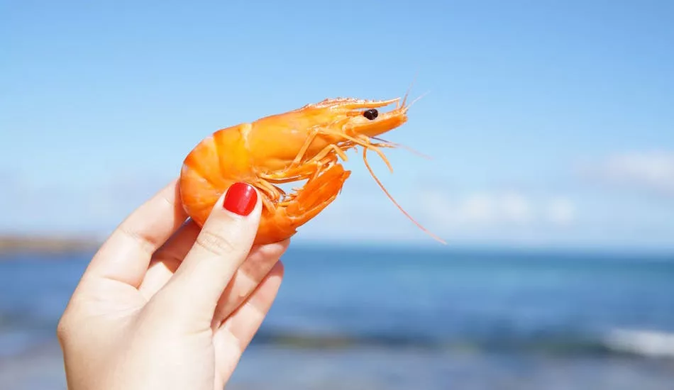 Illustration pour Des crevettes droguées à la cocaïne et à la kétamine découvertes en Angleterre