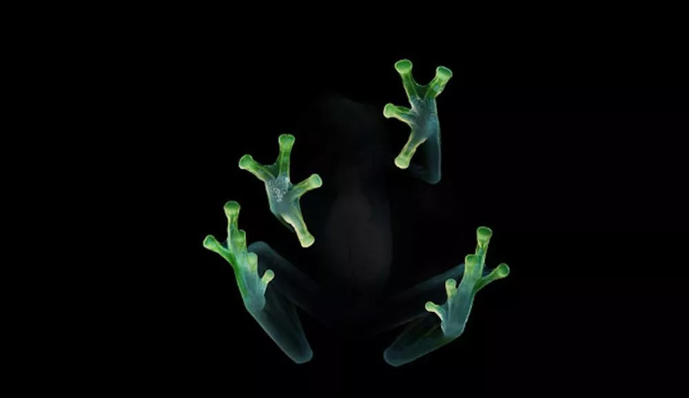 Illustration pour Dog Blood&nbsp;: que penser de l&rsquo;EP commun de Boys Noize et Skrillex ?