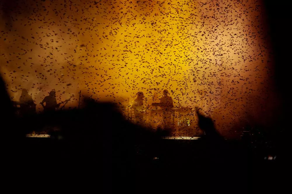 Illustration pour Tame Impala WLG 19:2