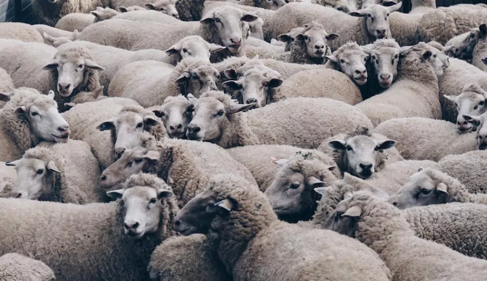 Illustration pour Marnyc&nbsp;: producteur techno et &#8230; berger