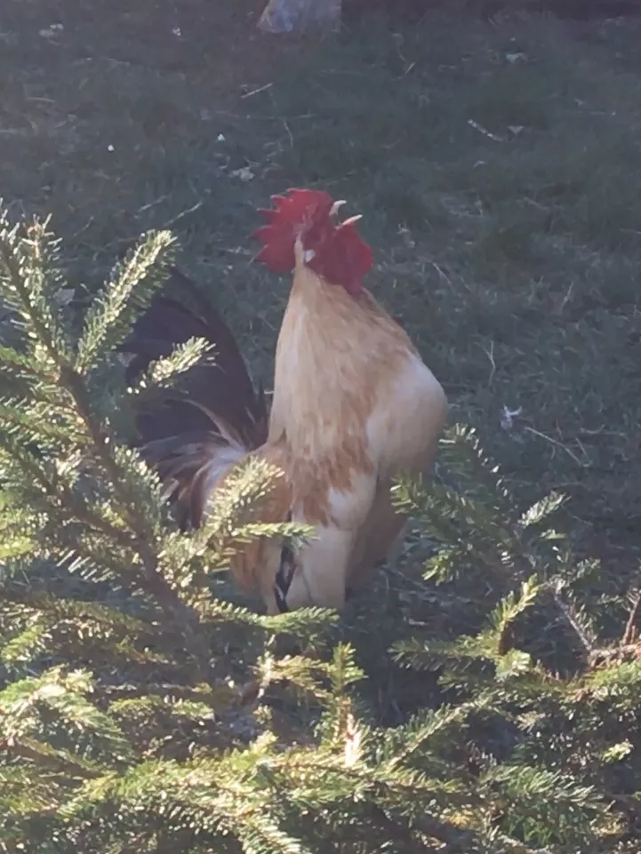 Illustration pour coq