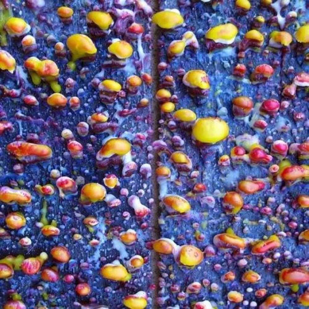 Illustration pour Chronique&nbsp;: Pick A Piper