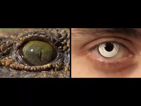 Illustration pour Clip&nbsp;: I Am Un Chien – « Humanity »