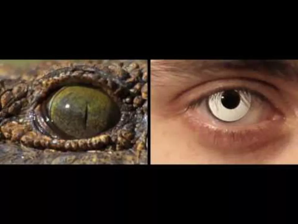 Illustration pour Clip&nbsp;: I Am Un Chien – « Humanity »