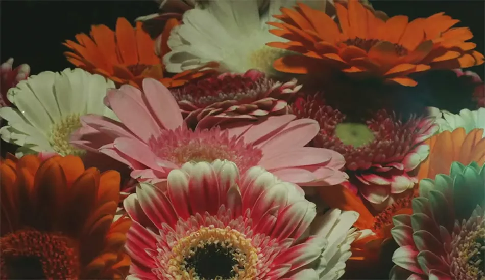 Illustration pour À voir&nbsp;: « Cafe d&rsquo;Athens » le nouveau clip tendance hippie de Foals