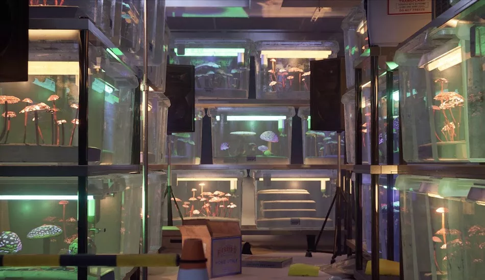 Illustration pour Tsugi Daily&nbsp;: les nouveaux clips de Ross From Friends, Lolo Zouai et Max Cooper