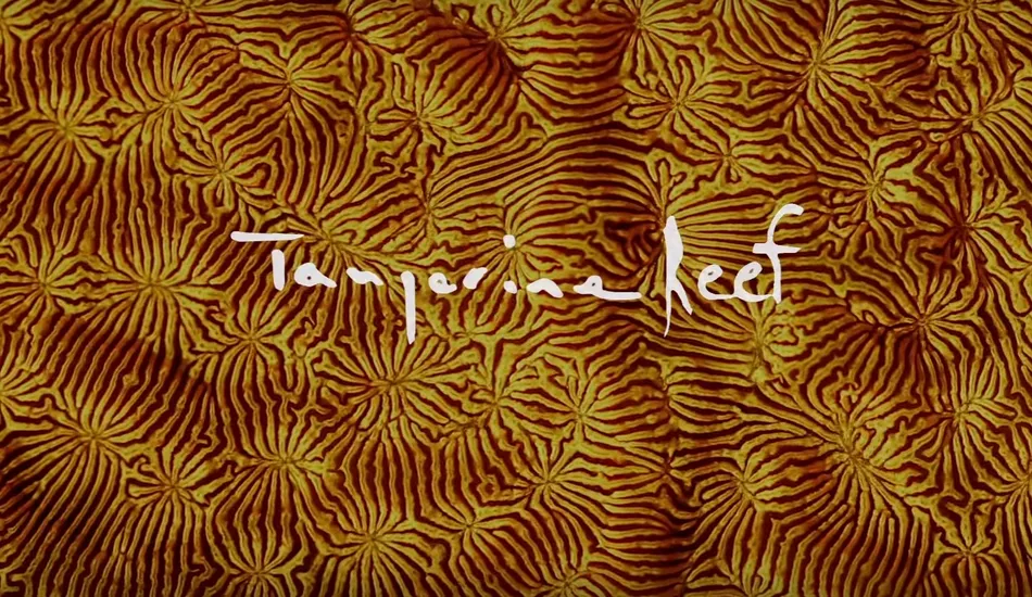 Illustration pour « Tangerine Reef »&nbsp;: Animal Collective en eaux troubles