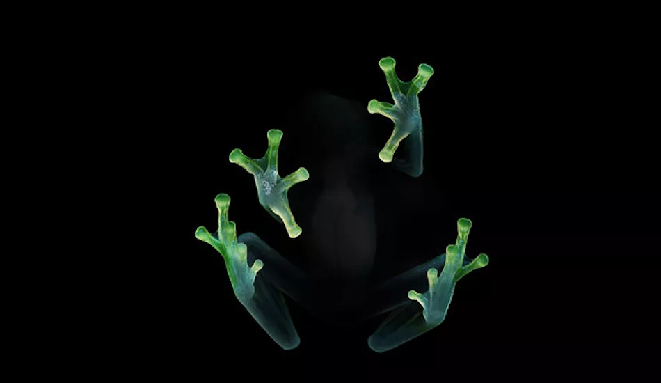 Illustration pour Dog Blood&nbsp;: que penser de l&rsquo;EP commun de Boys Noize et Skrillex ?