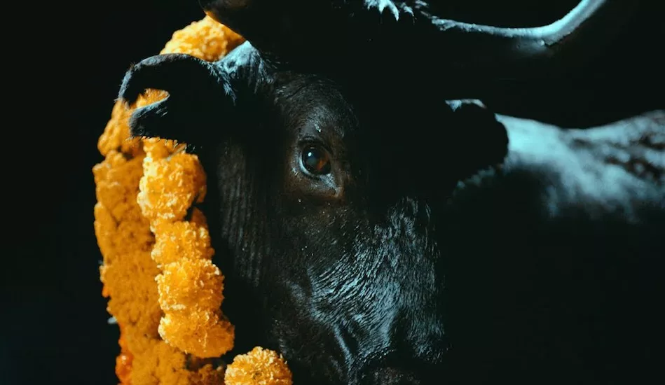 Illustration pour Foals sort « Black Bulls », extrait de la deuxième partie du double-album « Everything Not Saved Will Be Lost »