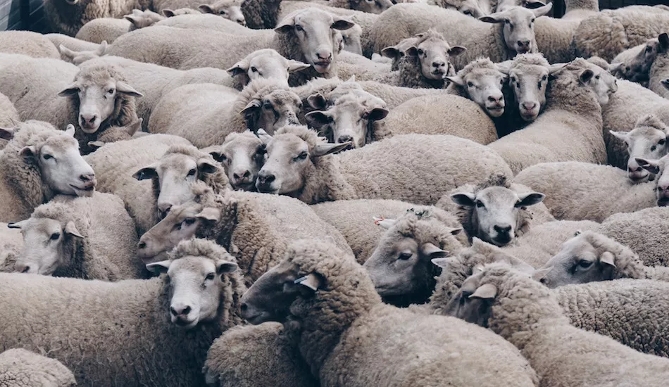 Illustration pour Marnyc&nbsp;: producteur techno et … berger