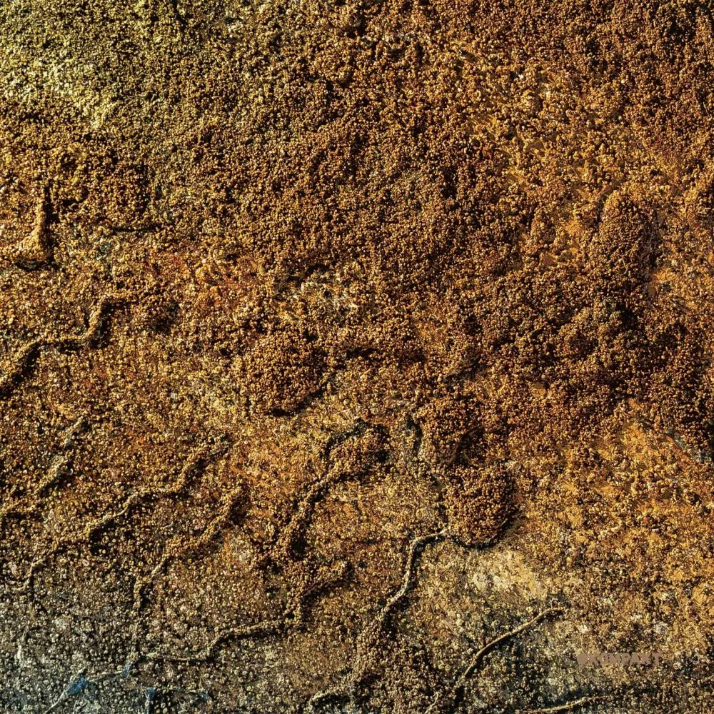 Illustration pour velvet desert music 2